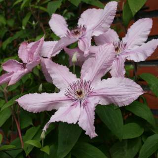 Cl�matite 'Hagley Hybrid'